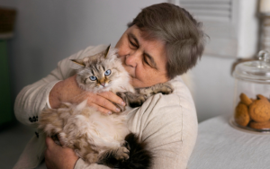 Isto é uma imagem de um gato para adoção