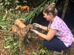 Imagem de voluntários ajudando animais